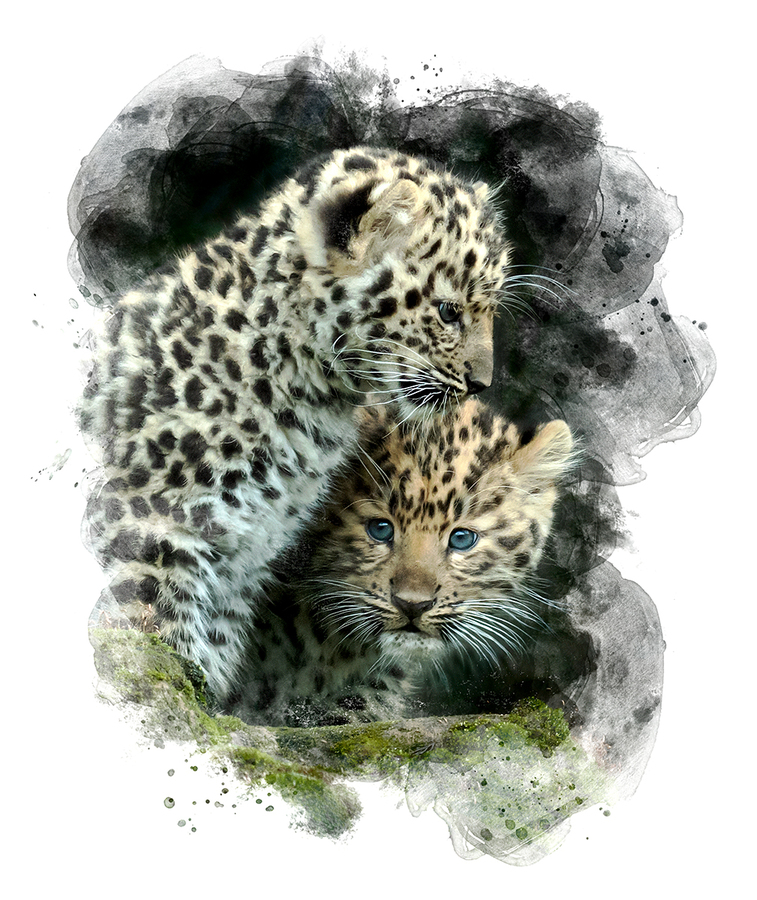 Amur Leopard Cubs - Ann Laverock